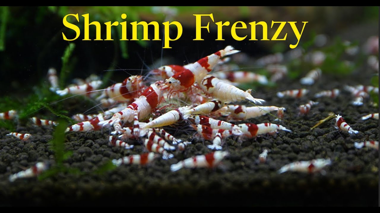 Shrimp Feeding Frenzy | 4K Aquarium Relaxing Music