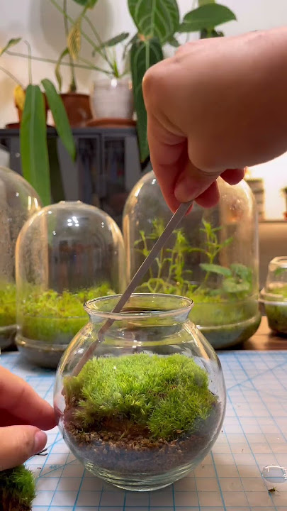How To Propagate Moss - Simple & Easy Method! 