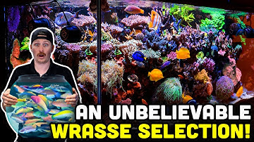 SPS LOADED Saltwater Aquarium! Insane and Rare Wrasse Collection!