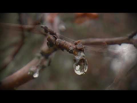 ბუნების სიმფონია