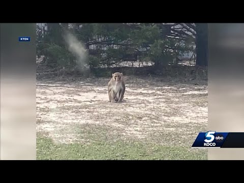 Investigation underway after monkey attacks two people in Carter County