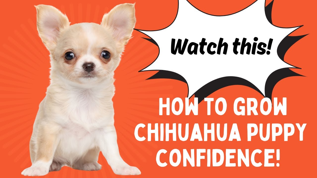 How to Get Your Chihuahua Puppy Off to the BEST Start! #chihuahuapuppy
