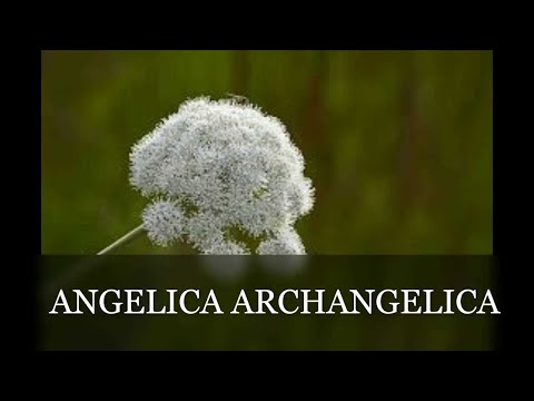 Video: L'archangelica è una pianta perenne?