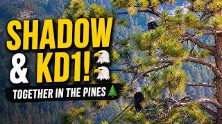 🦅 Shadow & KD1 Together in the Pines! 🌲 A Special Big Bear Eagle Moment 👀