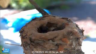 📢 2 Hatches - 1st Feedings - Baby Hummingbirds - Hummingbird Spot - Sapphire the Hummingbird (5/14)