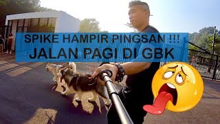 SPIKE mau PINGSAN , jalan pagi di GBK Gendut kecapean   VLOG