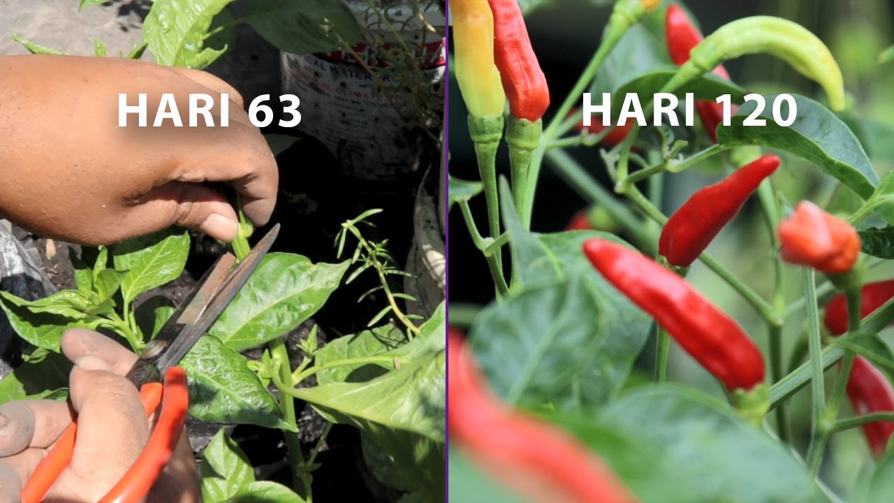 Tips menanam cabe rawit dari pasar di polybag agar berbuah lebat tanpa