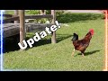 Renegade rooster update