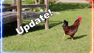 Renegade Rooster Update!