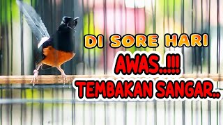 Download Lagu MASTERAN TEMBAKAN PANJANG MURAI BATU GACOR, COCOK UNTUK MASTERAN MURAI BATU MUDA MUDAH DITIRUKAN MP3 Download Lagu MASTERAN TEMBAKAN PANJANG MURAI BATU GACOR, COCOK UNTUK MASTERAN MURAI BATU MUDA MUDAH DITIRUKAN MP3
