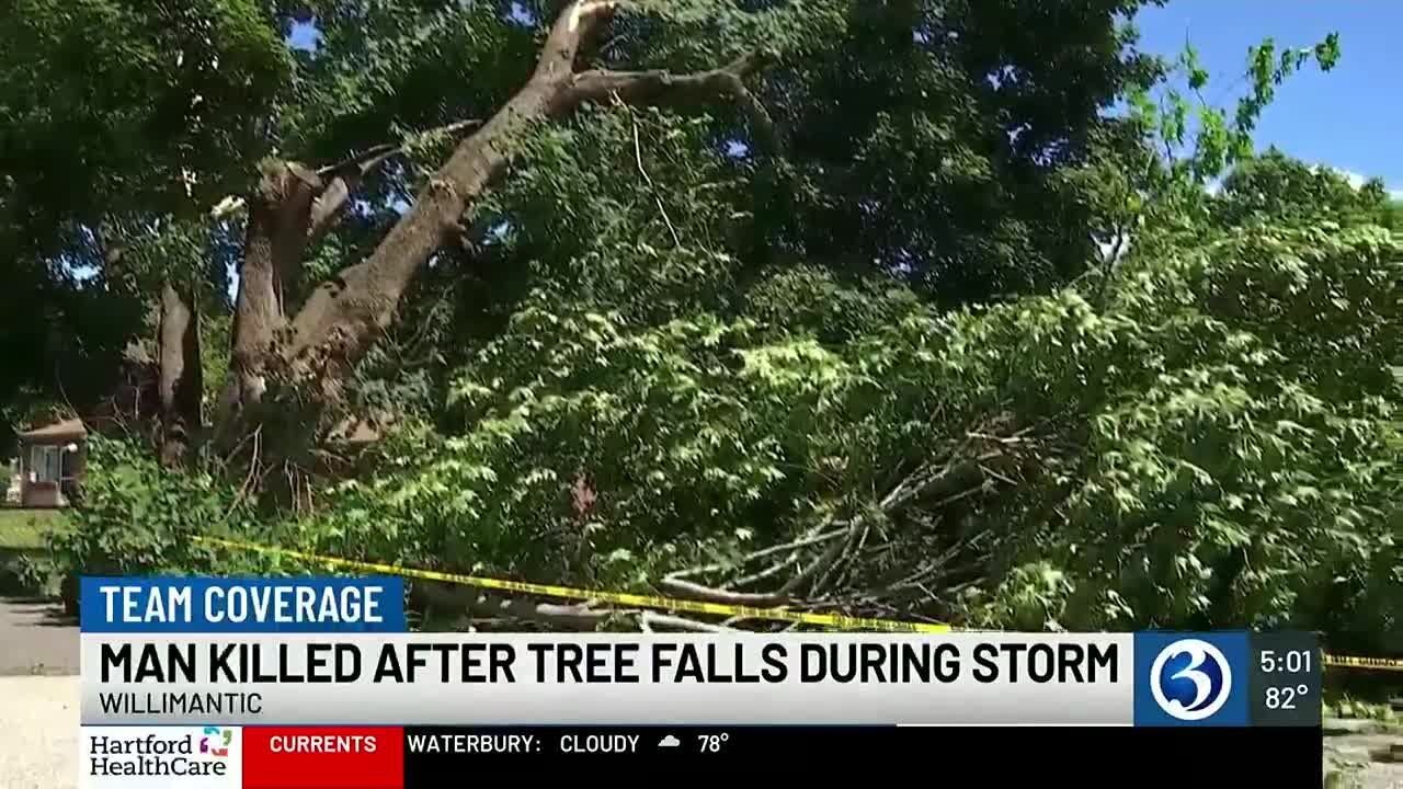 Man dies after tree falls during storm YouTube