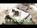 【運命の出会い】保護した仔猫と先住猫をご対面させてみたところ｡｡｡