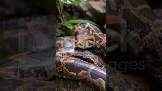 Indian Rock Python #facts #amazinature #animalfacts #snake #animallife #animalknowled#animals#cobra Wealth