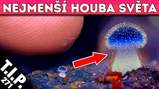 Houba Vysoká 1mm/ Antihmota poslouchá gravitaci/ Nejjasnější objekt noční oblohy [TIP 372]