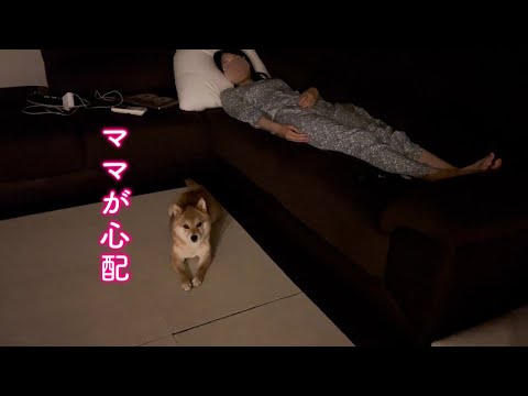 深夜になってもソファから起きないママを心配してずっと側を離れない柴犬