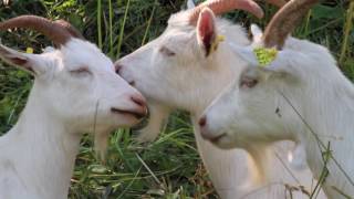 Geirangerfjord Goats - Geiranger, Norway