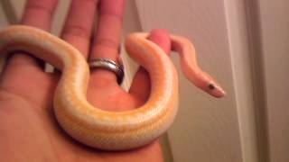 My new Carlson snow rosy boa