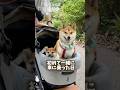 初めて一緒に車に乗った日 #Shorts #shortvideo