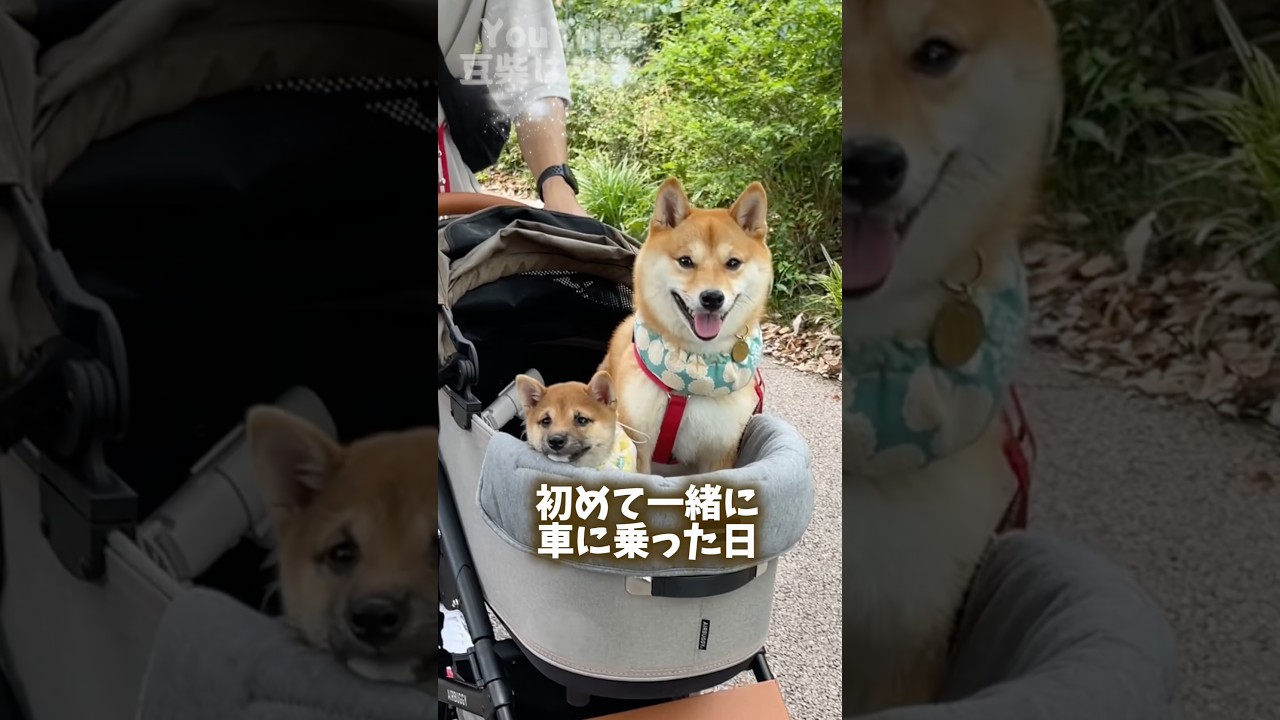 初めて一緒に車に乗った日 #Shorts #shortvideo