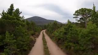 ダニパーセント私 8004309