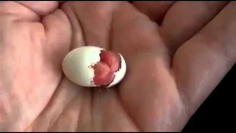 Como é que nasce um pinto?