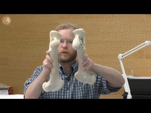 The Neolithic Package: Animals and Plants #RealArchaeology
