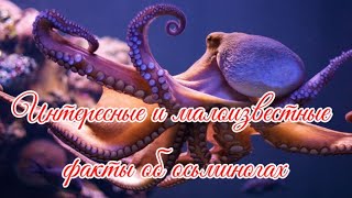 Interesting And Little-Known Facts About Octopuses Интересные И Малоизвестные Факты Об Осьминогах