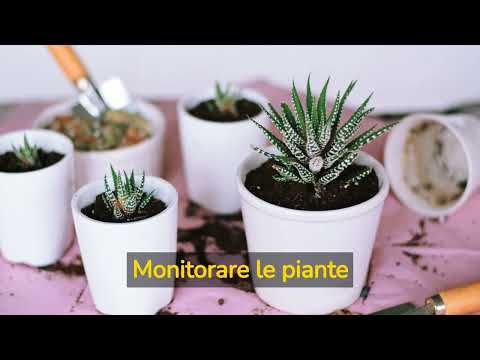 Video: Cura delle piante da fiore Duranta - Suggerimenti per la coltivazione di piante Duranta