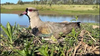 NESTFLIX - Nido de Teros - Lapwing nest - Naturaleza en vivo - Nature Live - Uruguay_26 Nov