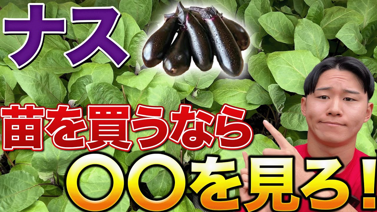 Did you know?] When buying eggplant seedlings, the number of
