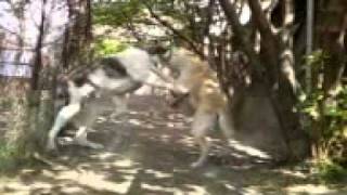 Alabay 7Month Puppy Central Asian Mastiff.