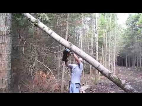 Cutting a hung up tree
