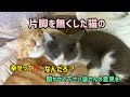【語り】断脚手術後の保護猫の様子…野良猫の幸せって？＃保護猫＃里親探し