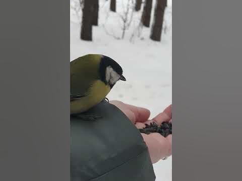 Синички,Новый год. - YouTube