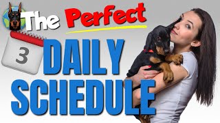 Use THIS Daily Puppy Schedule to Create the Perfect Doberman by Doberman Planet 24,531 views 11 months ago 11 minutes, 14 seconds