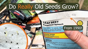 Seed Germination Test: Will REALLY Old Plant Seeds Grow?