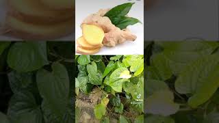 Mẹo Nhỏ Trị Phong Tê Thấp, Đau Mỏi Vai Gáy, Đau Nhức Xương Khớp