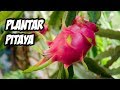 Como Plantar PITAYA desde Semilla | Guía de Cultivo | La Huerta de Ivan
