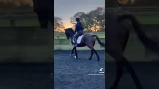 Stunning competition mare! - ad ref; 284518