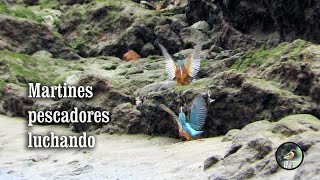 Martines pescadores luchando