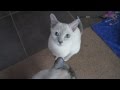 Cat Tricks - Simple Commands - Tonkinese (HD) の動画、YouTube動画。