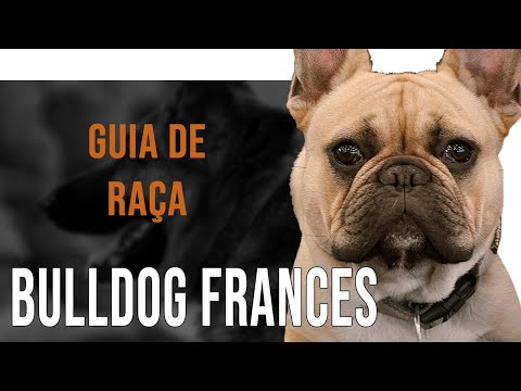 BULDOGUE FRANCÊS -