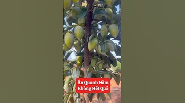 Trồng hồng tứ quý có quả ăn quanh năm lại có cây cảnh để chơi ☎️092.391.6866 #nhavuonngoclam