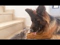 German Shepherd Plays with Tiny Kitten