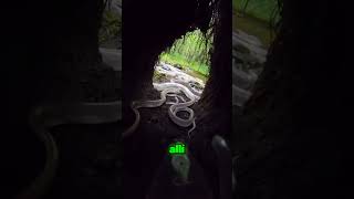 Los científicos siguieron a una serpiente… lo que encontró es increíble 🐍😳