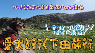 愛犬と行く静岡県下田観光　ペットと泊まれる温泉宿バロンに宿泊しました　サフィール踊り子の個室利用！