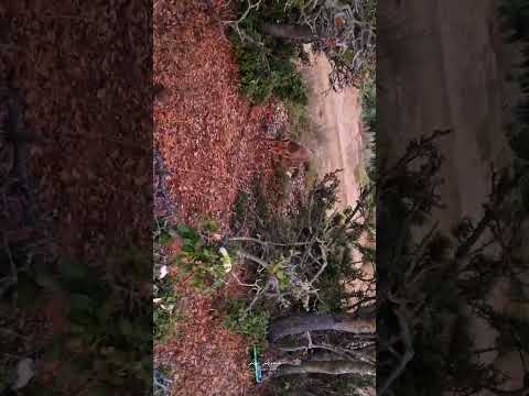 ثعلب لبنان عكار