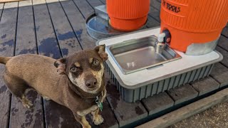 Insulated Dog Watering Station @oxtoolco