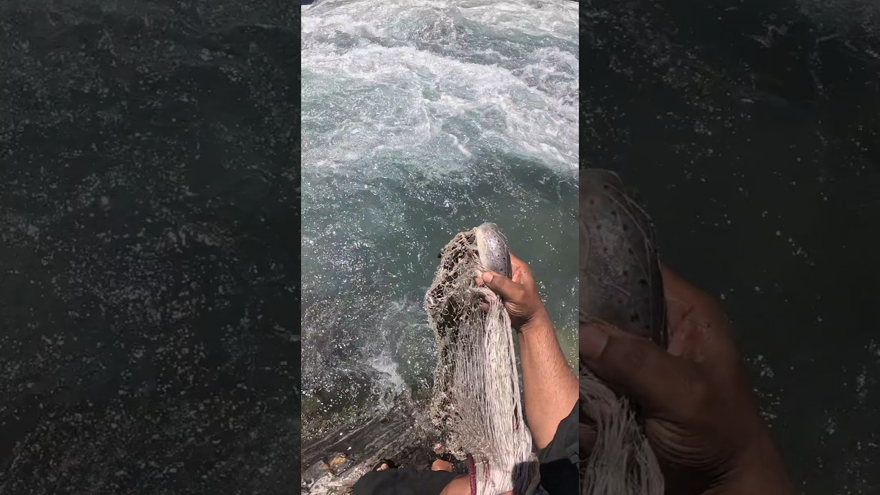 🏔️ EXTREME Mountain River! 🌈 BEAUTIFUL Rainbow Trout CATCH! 🎣 