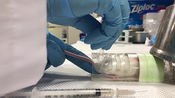 Mouse tail vein injection / 마우스 꼬리 미정맥 주사